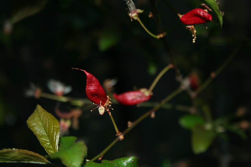 alberello...: Prunus avium infestato da fungo Taphrina pruni